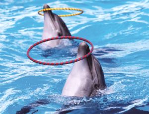 Antalya Dolphin Show