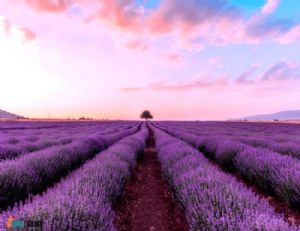 Excursion to Lavender fields from Belek