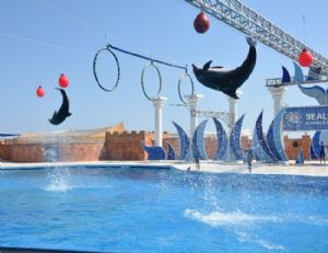 Side Dolphin Show